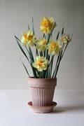 Miniatyrbild 5 av 11: Kruka Simona Rosa