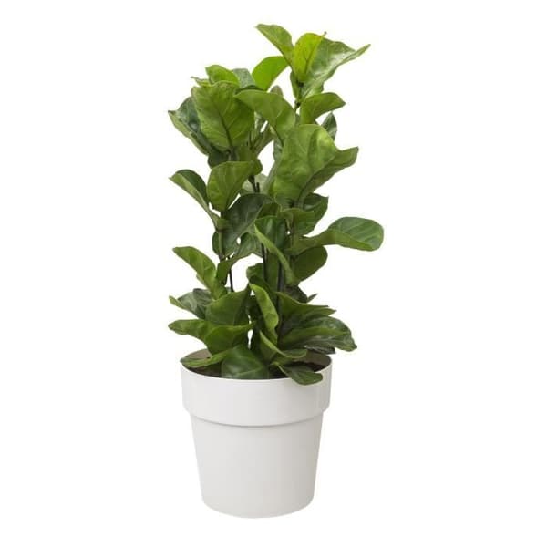 Blomkruka B.för Original Rund 22 vit