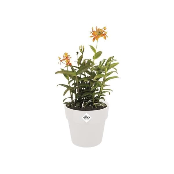 Blomkruka B.för Original Rund 22 vit