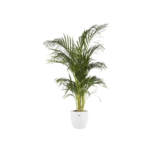 Bryssel Rond 30 vit
