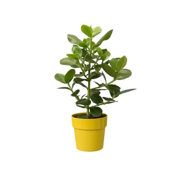 Blomkruka B.för Original Rund 22 ockra