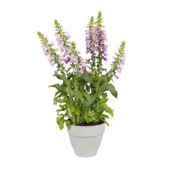 ELHO Rund blomkruka Vibia Campana - Ø 20 cm - Vit