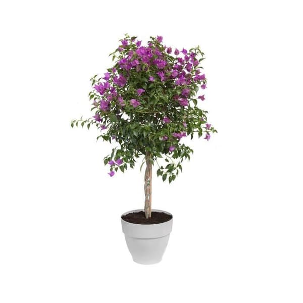 ELHO Rund blomkruka Vibia Campana - Ø 20 cm - Vit