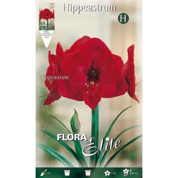 Amaryllis Rosso - INGET NAMN - Bulb 1 enhet - Blomning om några veckor