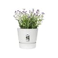 Miniatyrbild 2 av 4: Elho Greenville rund blomkruka, Vit, 20 cm - ELHO märke - Plastmaterial