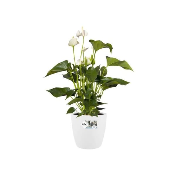 Blomkruka - Elho - Bryssel Runda hjul 35 - Vit - Ø 35 cm - H 33 cm