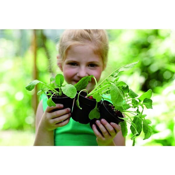 Elho 2055282 Grön Basics Plantkruka Svart 8 x 8 x 20 cm Startpaket 10 Styck