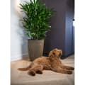 Miniatyrbillede 3 af 11: Capi elegant krukke Groove 34x46 cm sort og guldfarvet