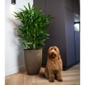 Miniatyrbillede 4 af 11: Capi elegant krukke Groove 34x46 cm sort og guldfarvet
