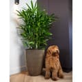 Miniatyrbillede 10 af 11: Capi elegant krukke Groove 34x46 cm sort og guldfarvet