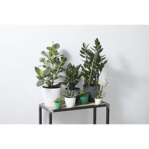 Blomkruka - ELHO - Bruxelles Round 14 - Vit - Återvunnen plast - Rund - 25 cm - Genomskinlig