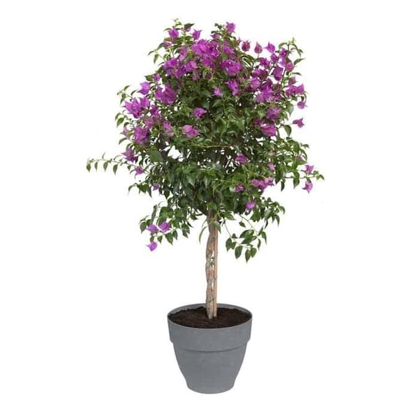 ELHO Vibia Campana rund blomkruka - Ø 25cm - Grå - Perfekt för vilda och hängande växter