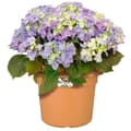 Miniatyrbild 3 av 5: Runda blomkruka vibbar - plast - Ø30 - pulverrosa