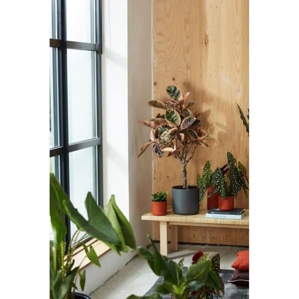 Loft Urban Loft of Loft of Flower - Plast Tank - Ø30 - Pulverrosa