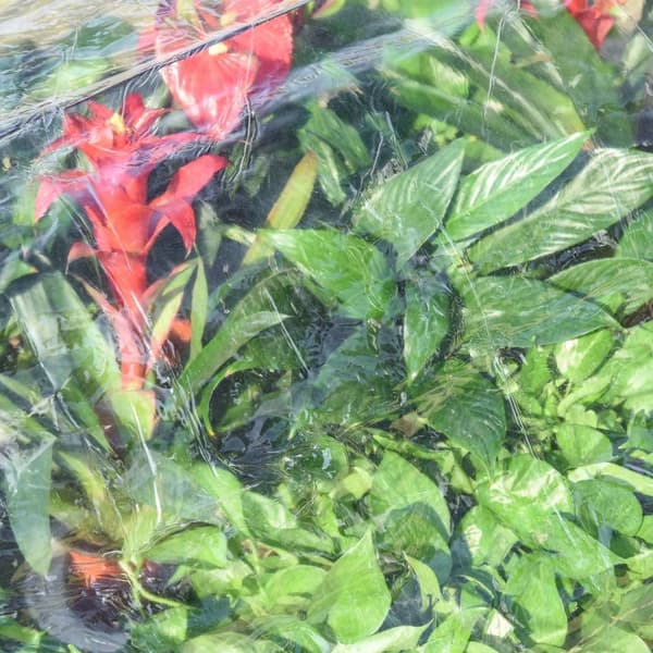 Rootz Plant Tunnel - Transparent - Gran, stål, PVC - 47,24 cm x 31,1 cm x 20,86 cm