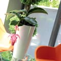 Miniatyrbild 6 av 10: Prosperplast Blomkruka 64l Tubus Slim Collection 40x40x76.2 Cm Za4096 Durchsichtig