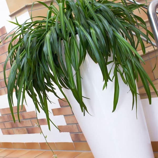 Prosperplast Blomkruka 64l Tubus Slim Collection 40x40x76.2 Cm Za4096 Durchsichtig