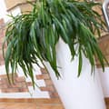 Miniatyrbild 7 av 10: Prosperplast Blomkruka 64l Tubus Slim Collection 40x40x76.2 Cm Za4096 Durchsichtig