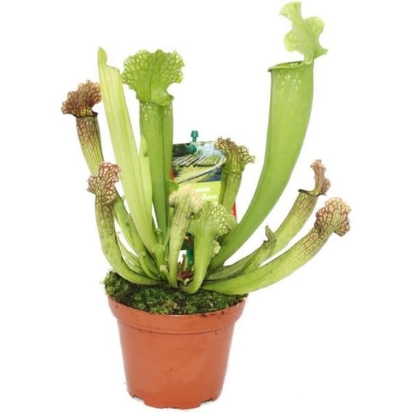 Rörväxt - Sarracenia - 9cm kruka