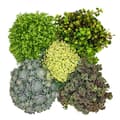 Miniatyrbild 2 av 2: 5 vinterhärdiga sedumplantor - stenodling - varierad färgsättning