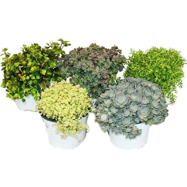 5 vinterhärdiga sedumplantor - stenodling - varierad färgsättning