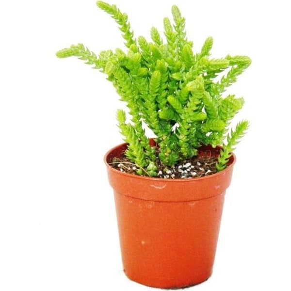Suckulent - Crassula lycopodioides - mussvans - i 5,5 cm kruka