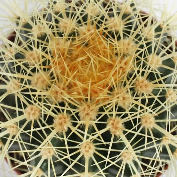 Echinocactus grusonii - svärmor - i en 12cm kruka