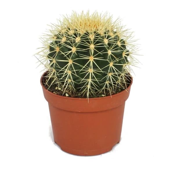 Echinocactus grusonii - svärmor - i en 12cm kruka