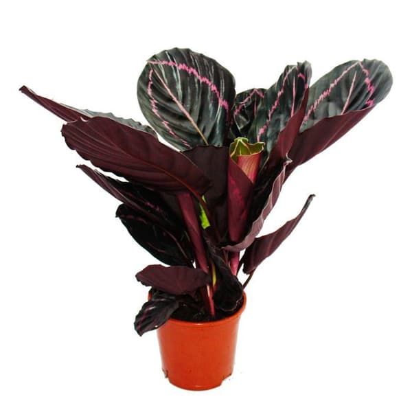 Skuggväxt med ovanligt lövmönster - Calathea Dottie - 14cm kruka - Höjd ca 50cm