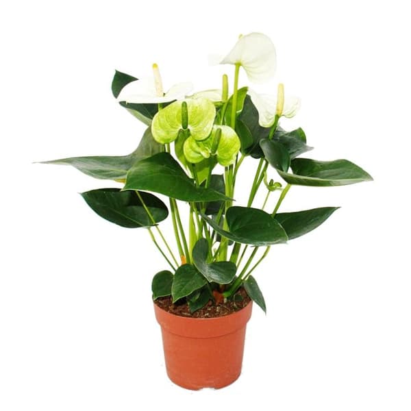 Flamingoblomma "Sierra White" vit Anthurium andreanum 14cm
