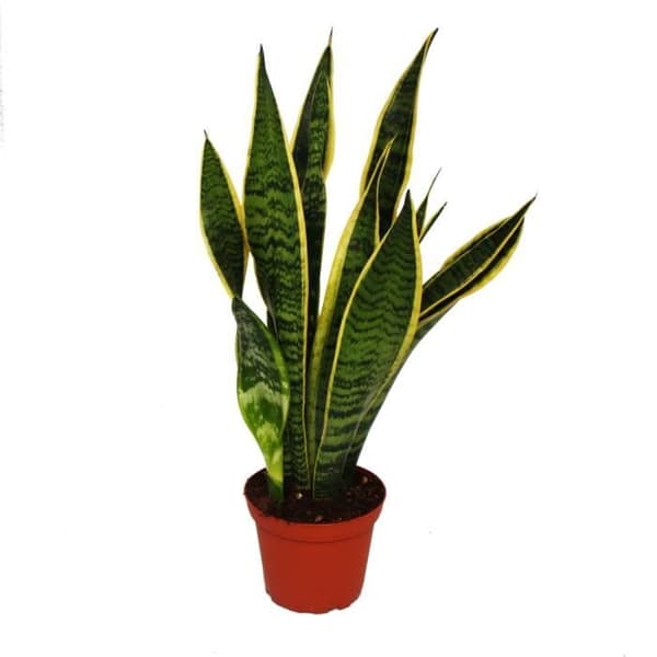 Sansevieria trifasciata - 12cm kruka med hampa och rosett