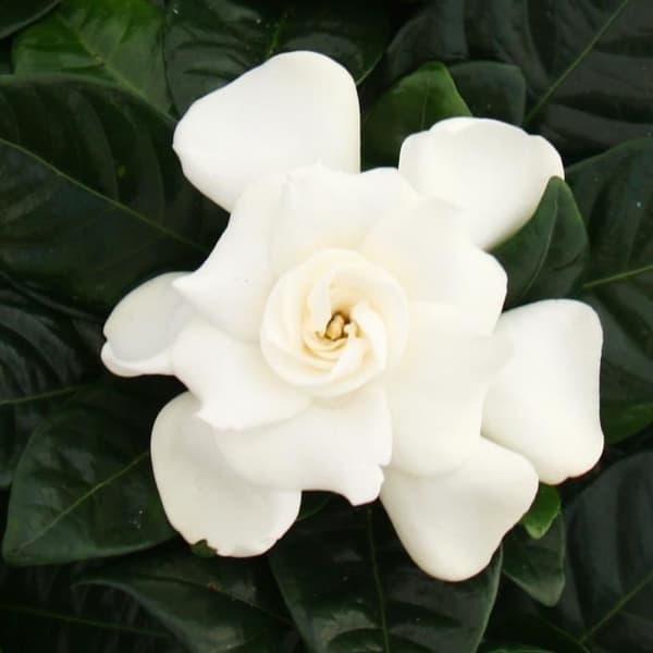 Gardenia - Doftande blommande växt med krämvita blommor, 12cm kruka