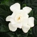 Miniatyrbild 3 av 3: Gardenia - Doftande blommande växt med krämvita blommor, 12cm kruka