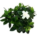 Miniatyrbild 2 av 3: Gardenia - Doftande blommande växt med krämvita blommor, 12cm kruka