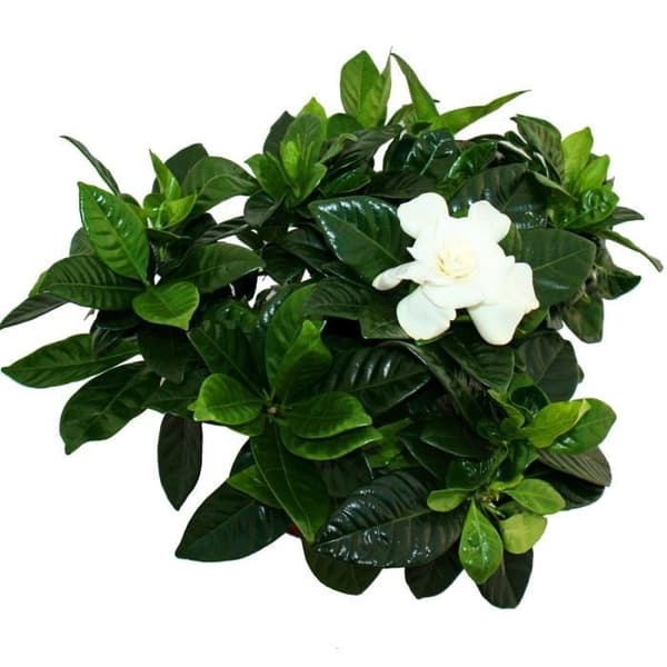 Gardenia - Doftande blommande växt med krämvita blommor, 12cm kruka