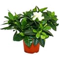 Miniatyrbild 1 av 3: Gardenia - Doftande blommande växt med krämvita blommor, 12cm kruka