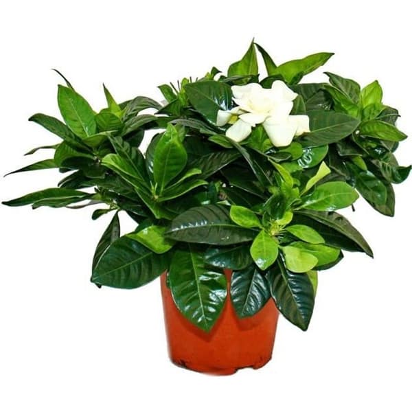 Gardenia - Doftande blommande växt med krämvita blommor, 12cm kruka