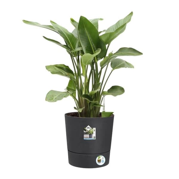 Elho Greensense Aqua Care Round 43 - Grå - Ø 43 x H 43 cm - inomhus/utomhus - 100% återvunnet