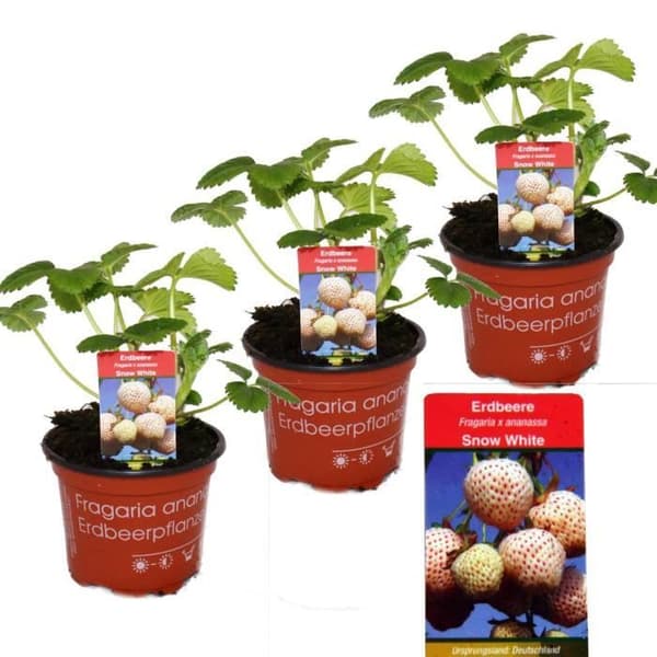 Vit jordgubbe "Snövit" - Set med 3 växter - Fragaria - En extraordinär sort för älskare av det extraordinära