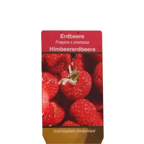 Hallon-Jordgubb - Set med 3 växter - Fragaria - Extravagant sort för älskare av det extraordinära