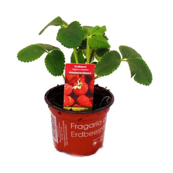 Hallon-Jordgubb - Set med 3 växter - Fragaria - Extravagant sort för älskare av det extraordinära