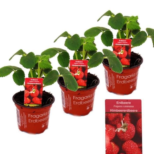 Hallon-Jordgubb - Set med 3 växter - Fragaria - Extravagant sort för älskare av det extraordinära
