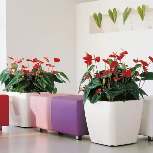 Blomkruka - LEC - Quadro Premium LS 50 - metalliskt silver - 15 L - integrerat bevattningssystem