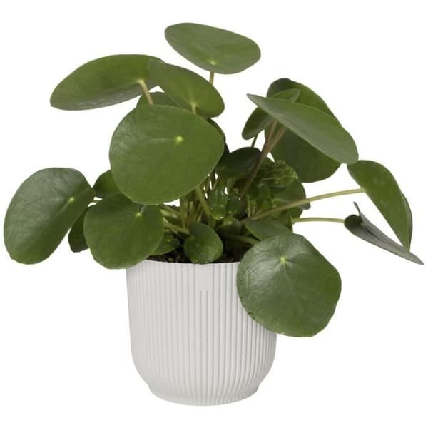 Elho VIBES Rund Blomkruka - Plast - Ø25xH 23,0 cm - Vit/Sidenvit