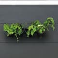 Miniatyrbild 3 av 6: Väggkruka - Väggsats bestående av ett väggstöd och 4 krukor (1 L) - Svart - Dim H 15 x L 60 cm - NATUR