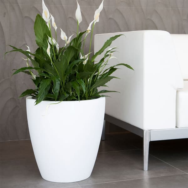 Wellhome Accord Blomkruka 50 Cm
