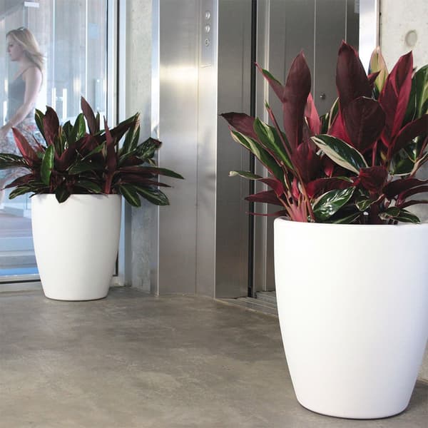 Wellhome Accord Blomkruka 50 Cm
