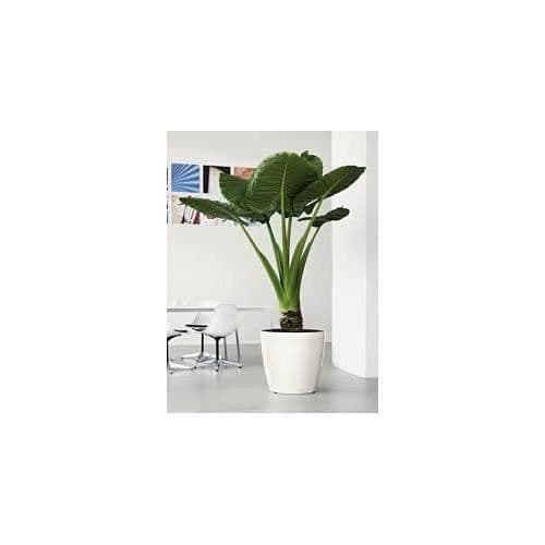 Planteringskärl - LECHUZA - Classico 43 LS - Blank vit - Bevattningssystem - Inomhus/utomhus