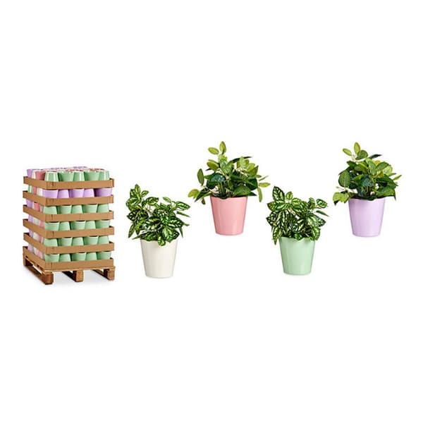 Kruka Ibergarden LINCE-CLAROS Vit Grön Rosa Lila Lera 16,5 x 16 x 16,5 cm (120 antal)