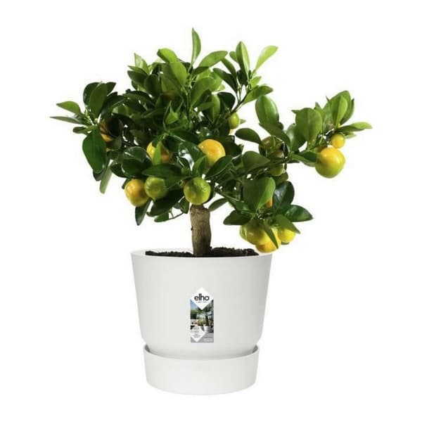 Urtepotte Elho Greenville Cirkulær Hvid Plastik (Ø 29,5 x 27,8 cm)
